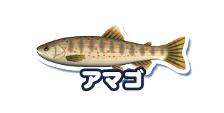 アマゴ