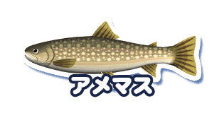 アメマス