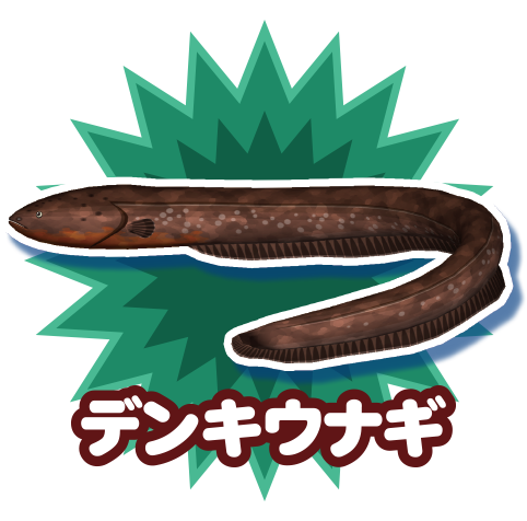デンキウナギ