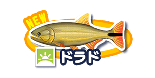ドラド