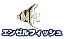 エンゼルフィッシュ