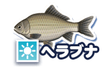 ヘラブナ