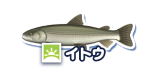 イトウ