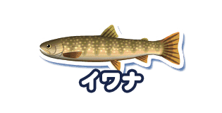 イワナ