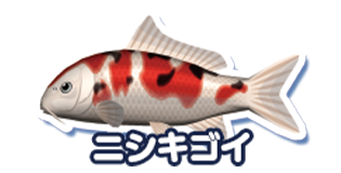 ニシキゴイ
