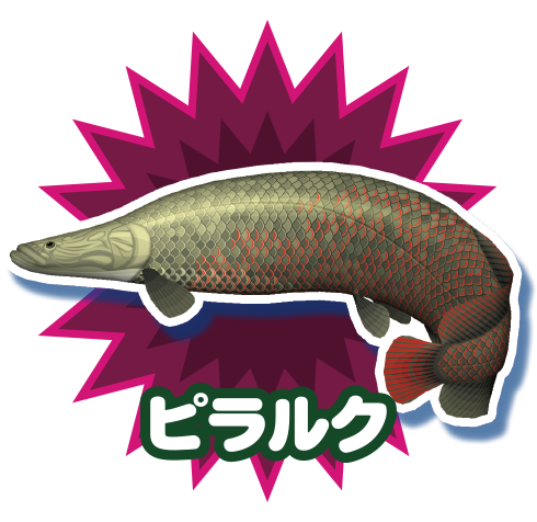 ピラルク