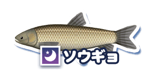 ソウギョ