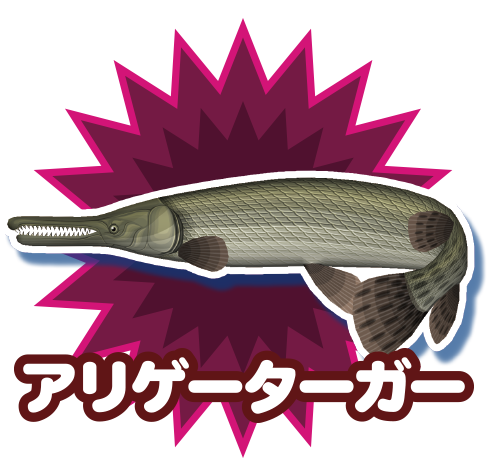 アリゲーターガー