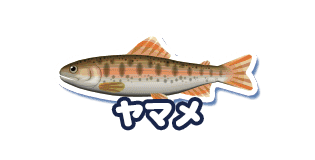 ヤマメ